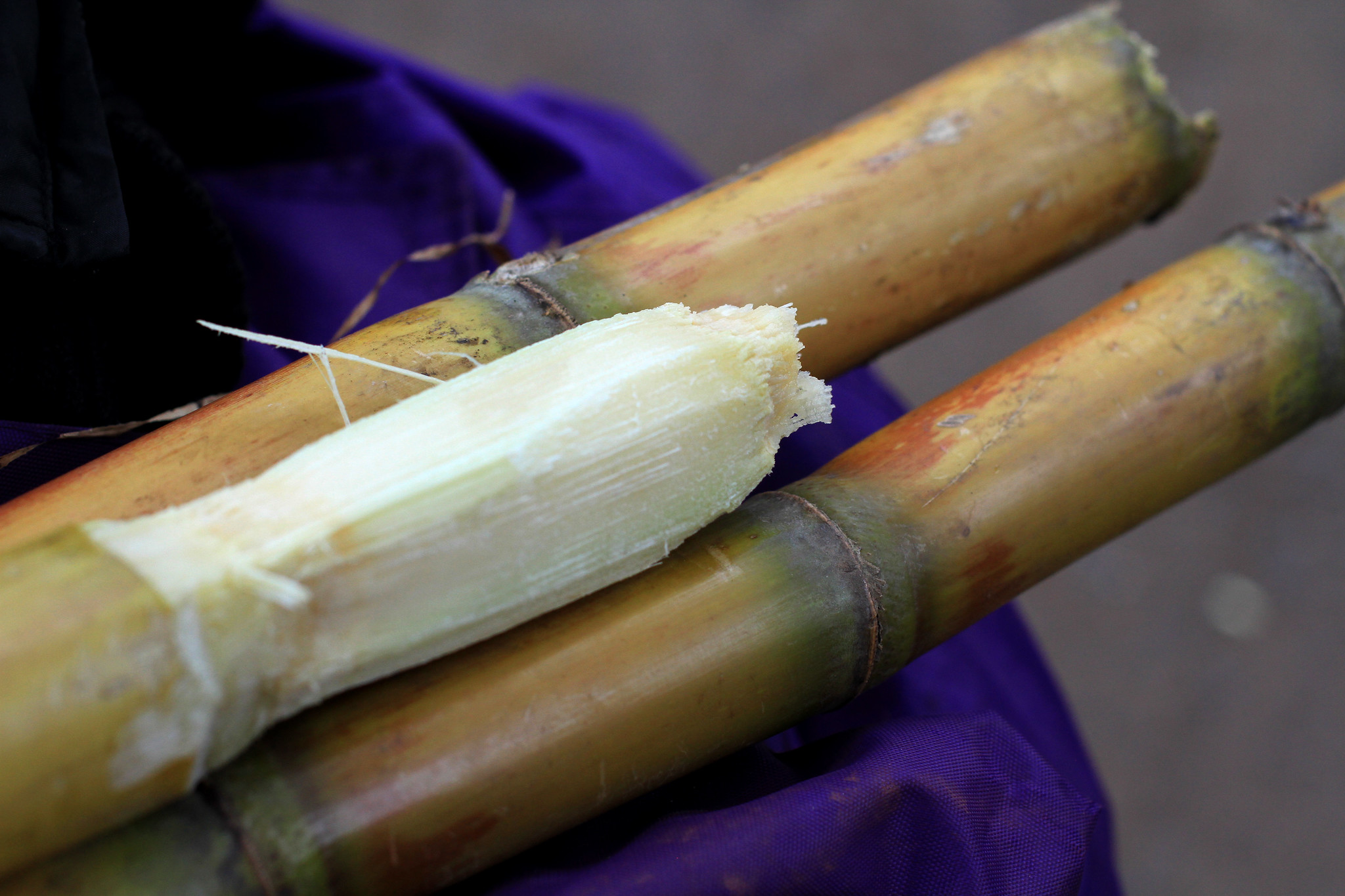 eating sugar cane