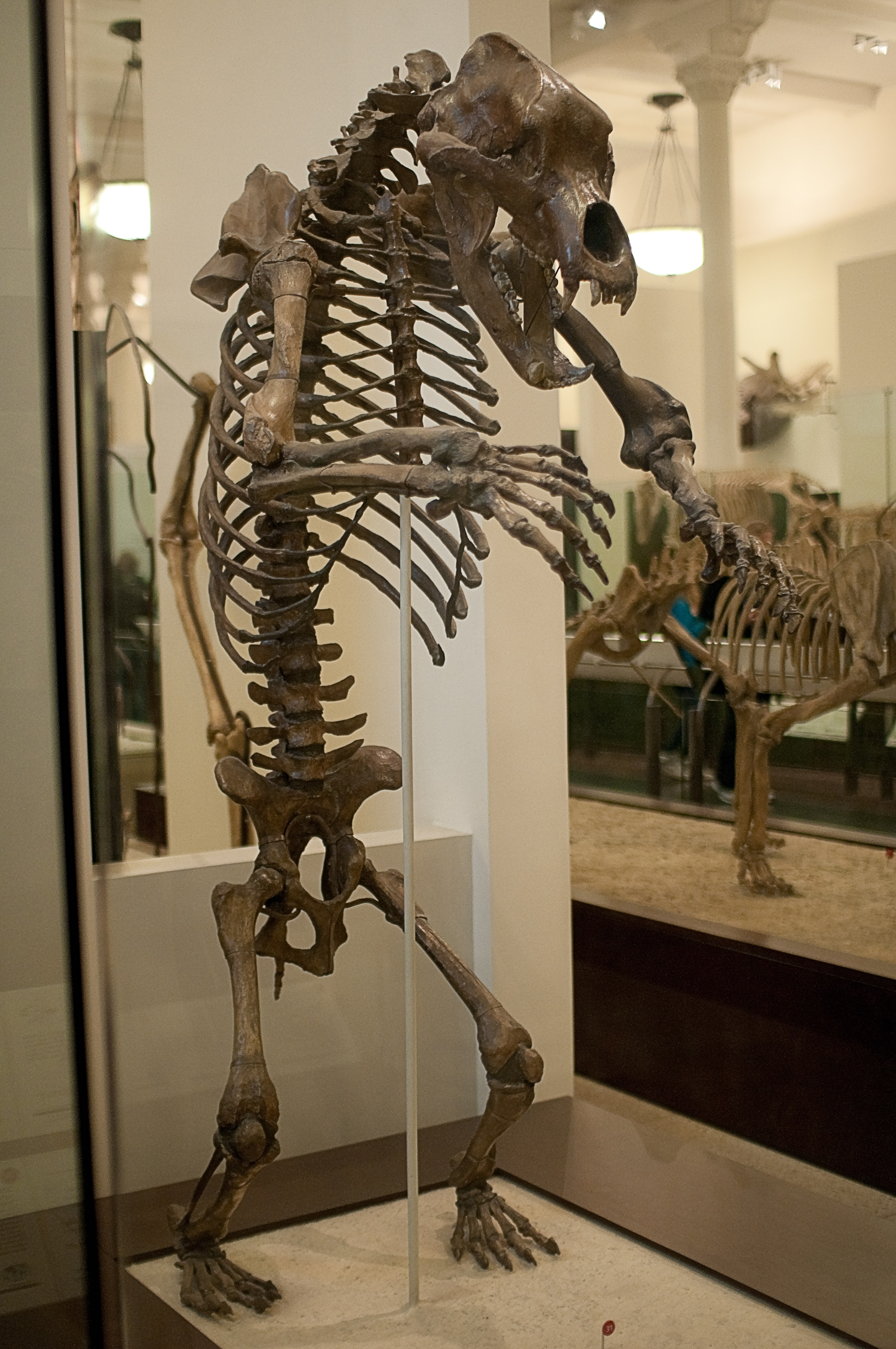 brown bear skeleton