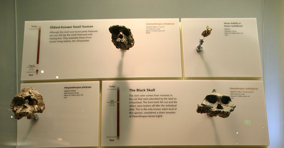 Hominin Skulls (Illustration) - World History Encyclopedia