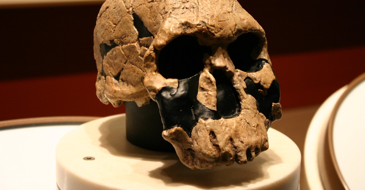 Homo rudolfensis. Австралопитек рудольфский,.