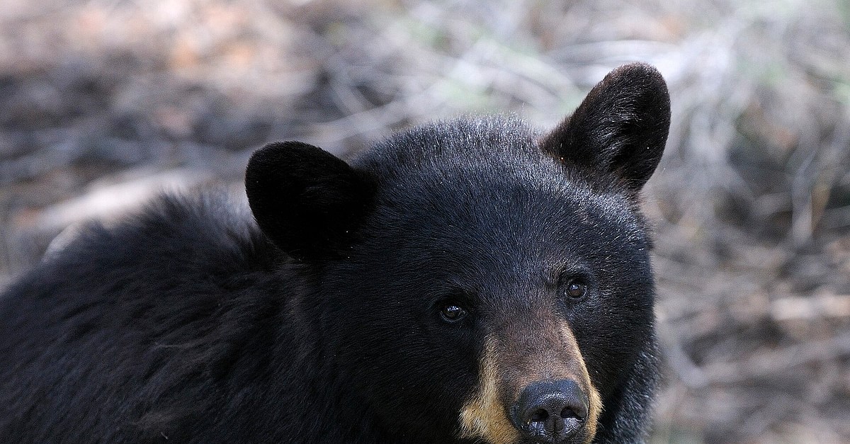 North American Black Bear (Illustration) - World History Encyclopedia