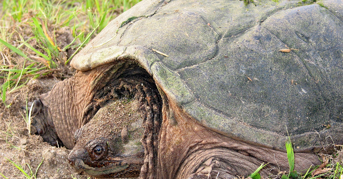 North American Snapping Turtle (Illustration) - World History Encyclopedia