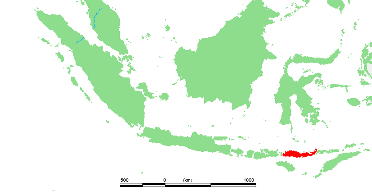 Location of the Island of Flores  Indonesia  Illustration 