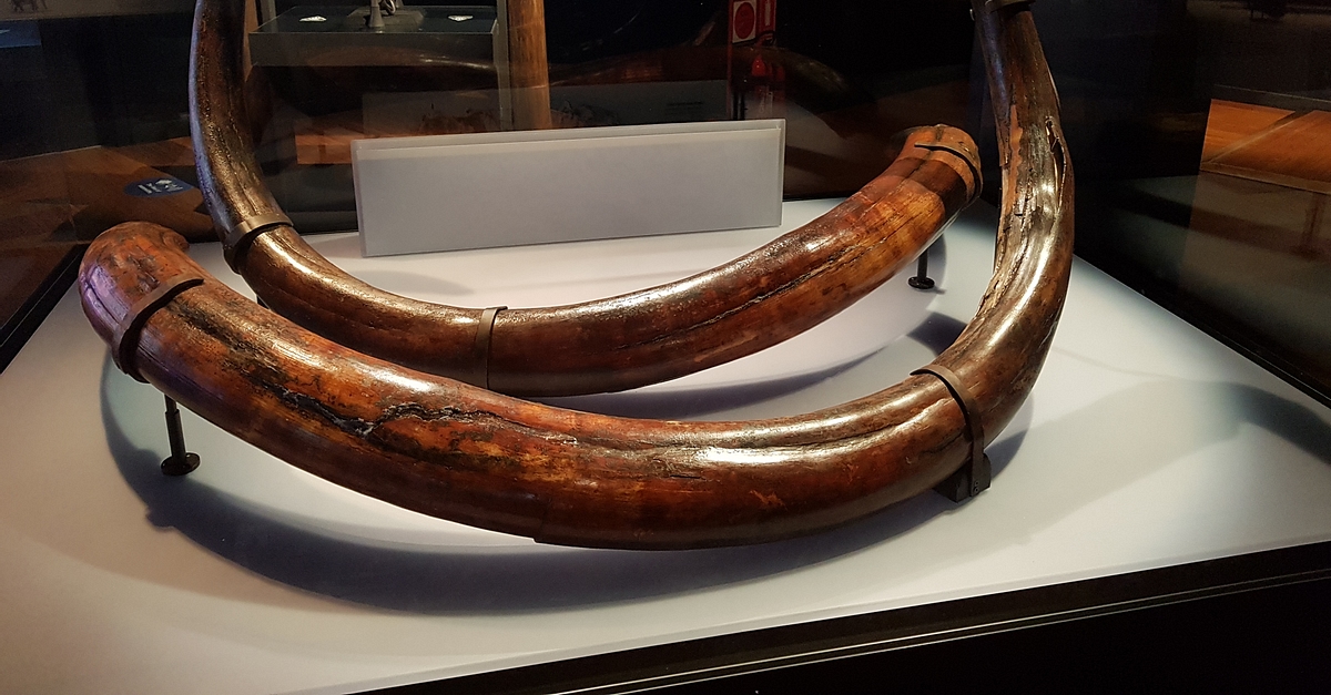 Buy woolly best sale mammoth tusk