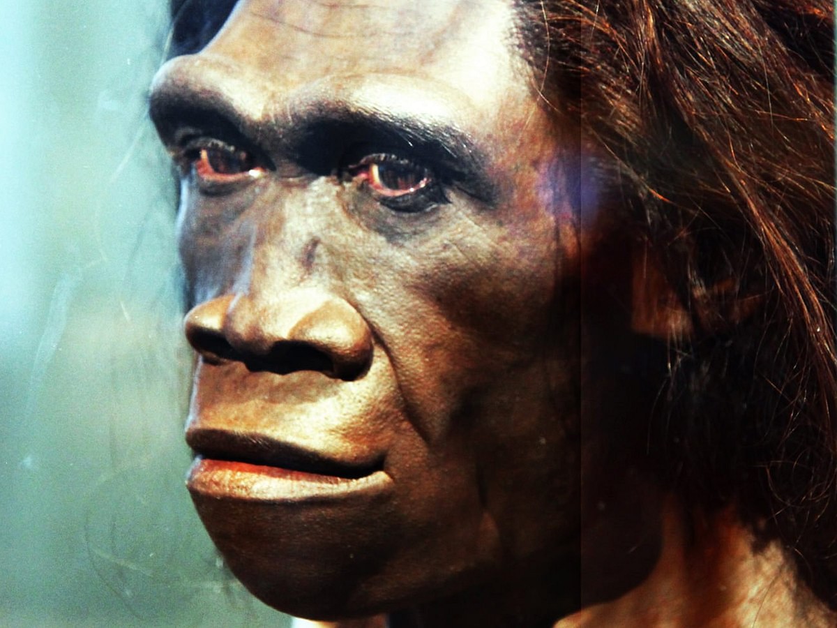 homo habilis homo erectus