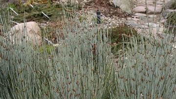 Ephedra Intermedia