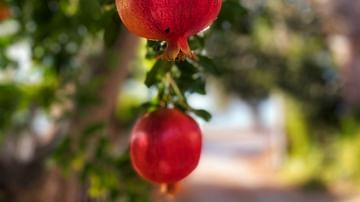 Pomegranate Tree