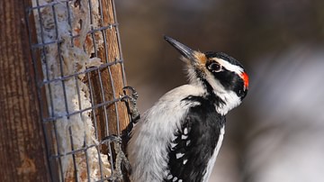 The Woodpecker's Mother-in-Law