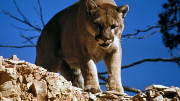 North American Mountain Lion