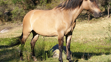 A Dun Horse