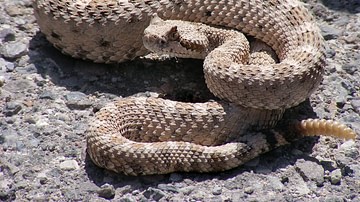North American Rattlesnake
