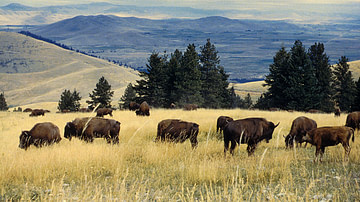 American Bison Grazing in Montana