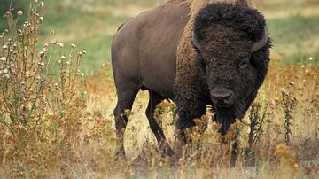 North American Bison (Buffalo)