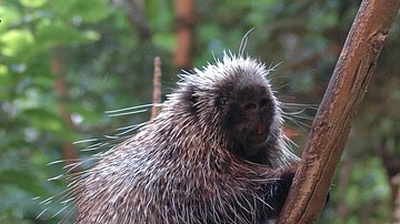 North American Porcupine