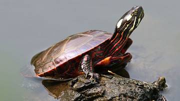 Eastern Painted Turtle