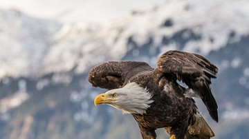 North American Bald Eagle