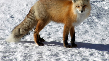 North American Red Fox