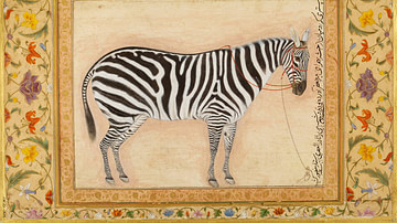 Mughal Zebra Painting