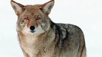 Coyote in the Snow, Yosemite, California, USA