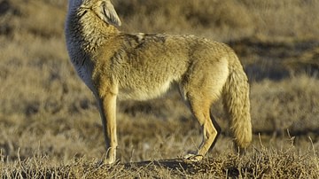 A North American Coyote Howling