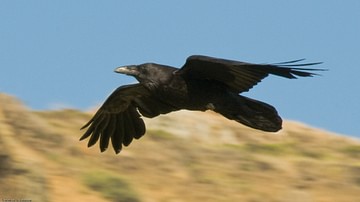 North American Raven