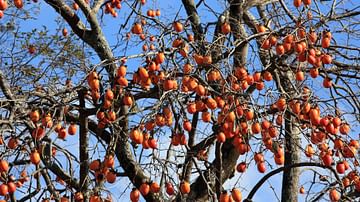 Japanese Persimmon