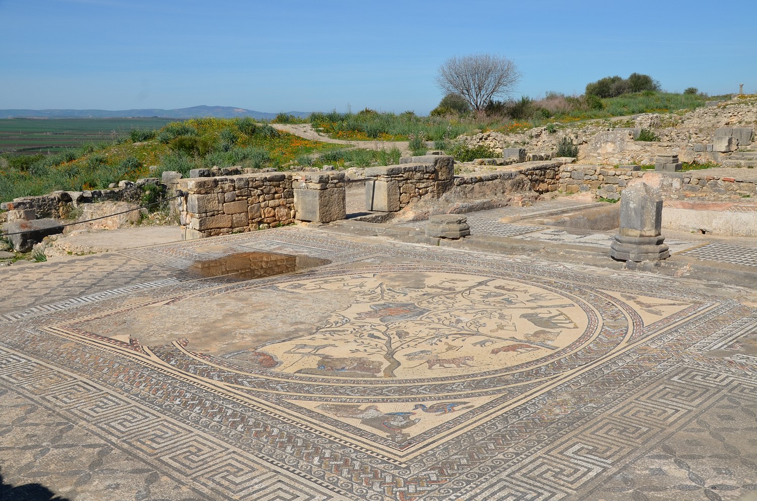 House of Orpheus, Volubilis (Illustration) - World History Encyclopedia