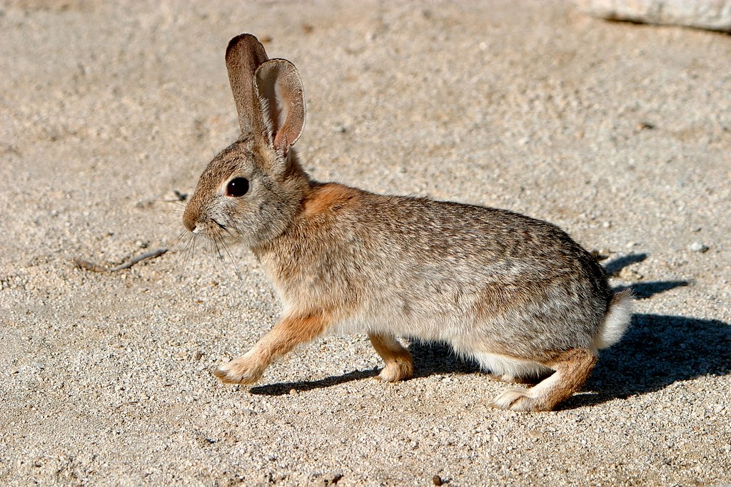 Stop bunny from scratching door : r/Rabbits