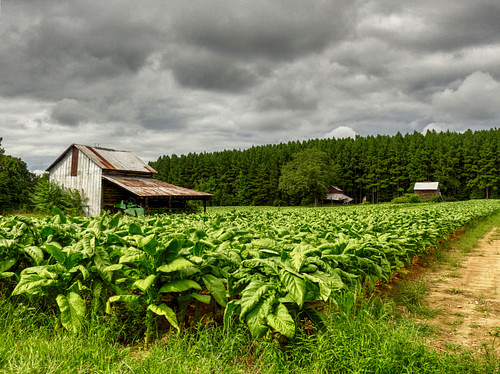 tobacco plantations