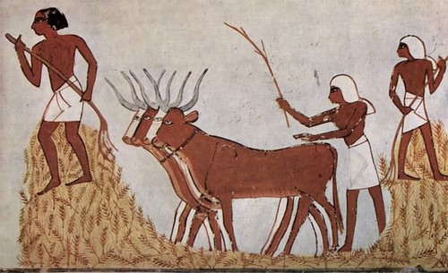 ancient civilizations agriculture