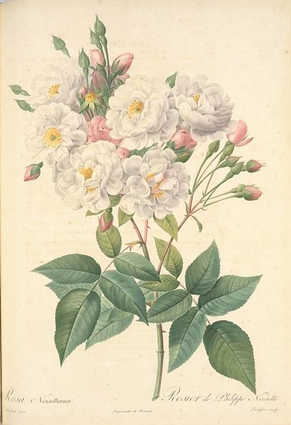 Rosa multiflora - Wikipedia