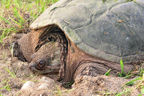 North American Snapping Turtle