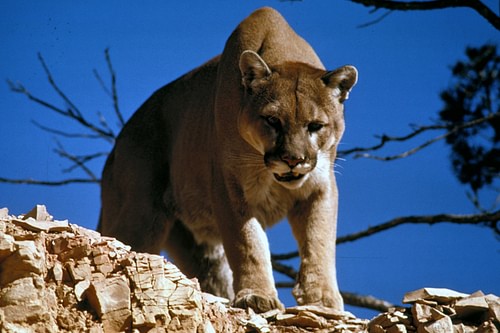 North American Mountain Lion
