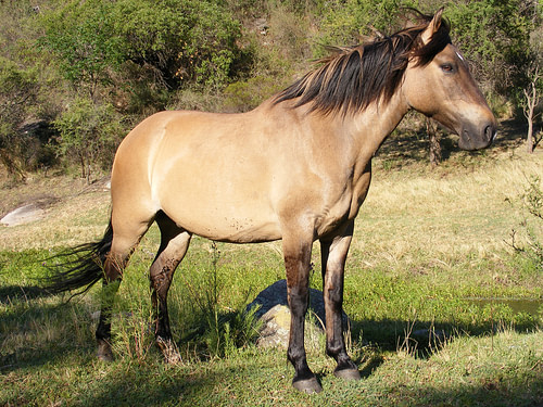 A Dun Horse