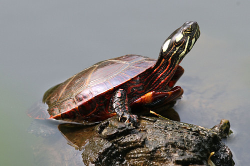 Eastern Painted Turtle