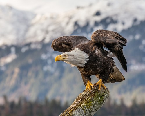 North American Bald Eagle