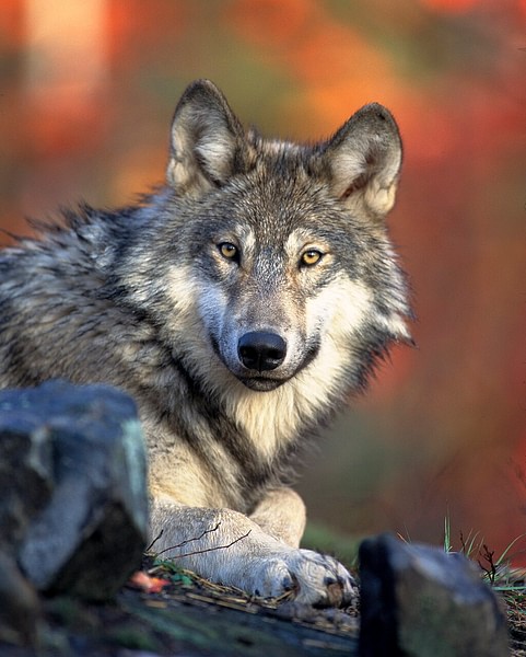 North American Gray Wolf