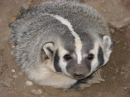 North American Badger