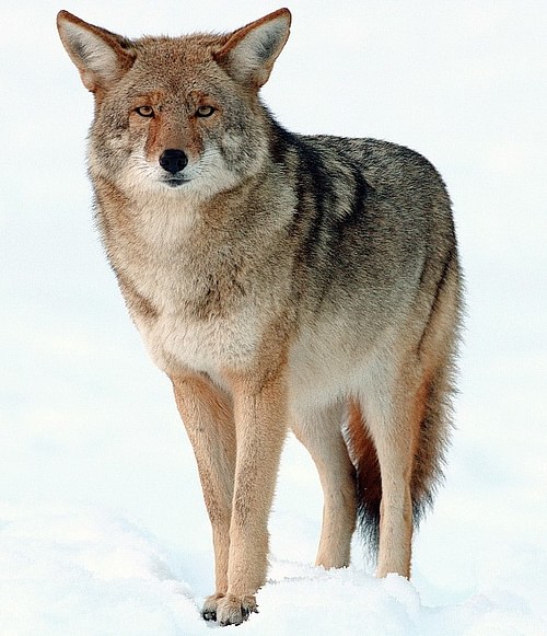 Coyote in the Snow, Yosemite, California, USA