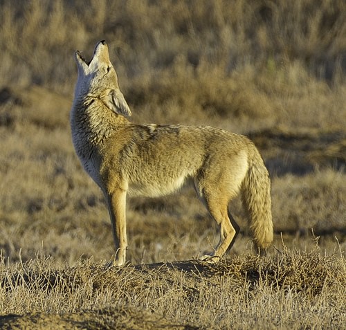 A North American Coyote Howling