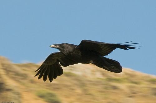 North American Raven