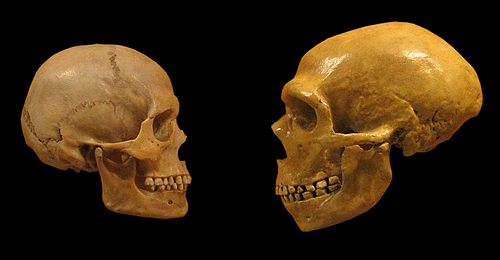 homo sapiens and neanderthals skulls clipart