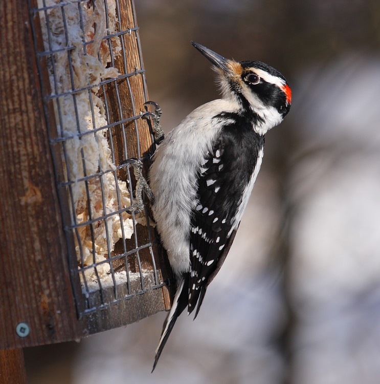 North American Hairy Woodpecker