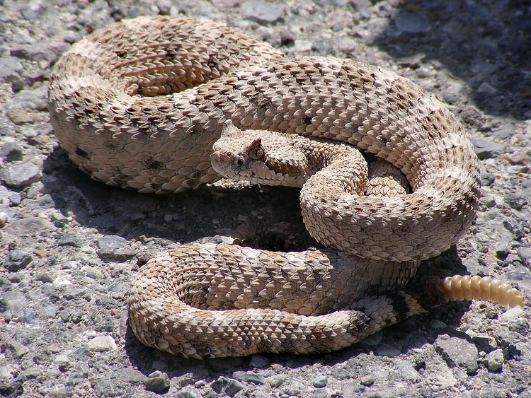 North American Rattlesnake