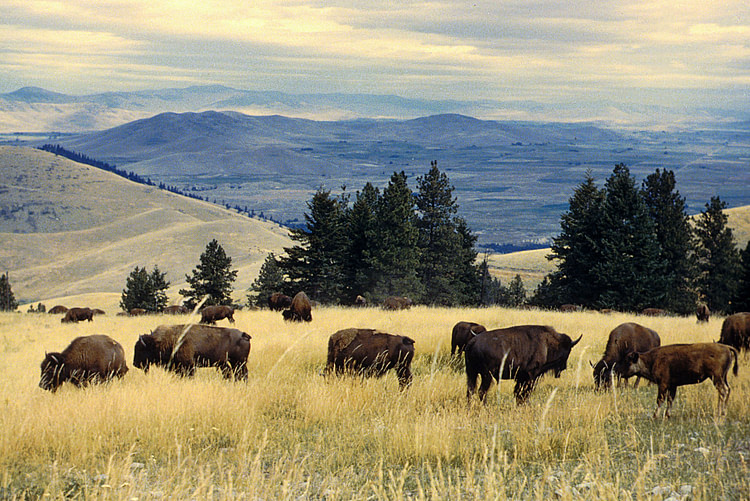 American Bison Grazing in Montana