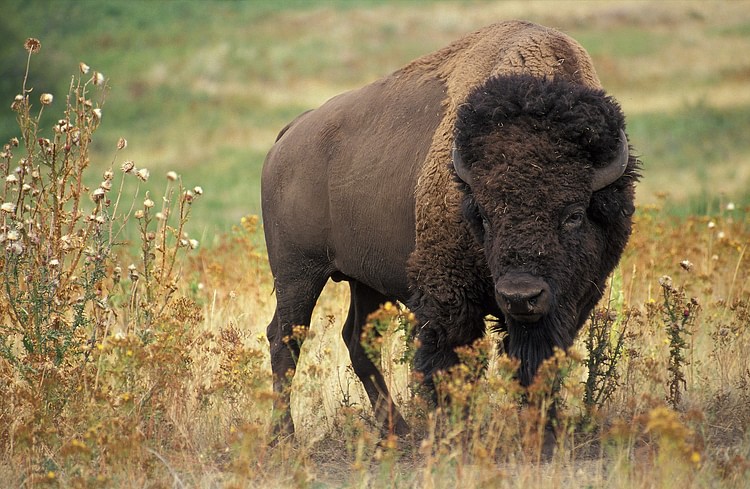 North American Bison (Buffalo)