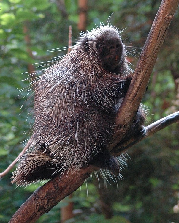 North American Porcupine