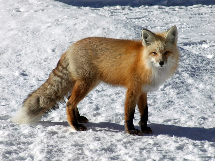 North American Red Fox