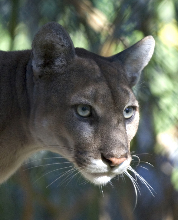 North American Panther