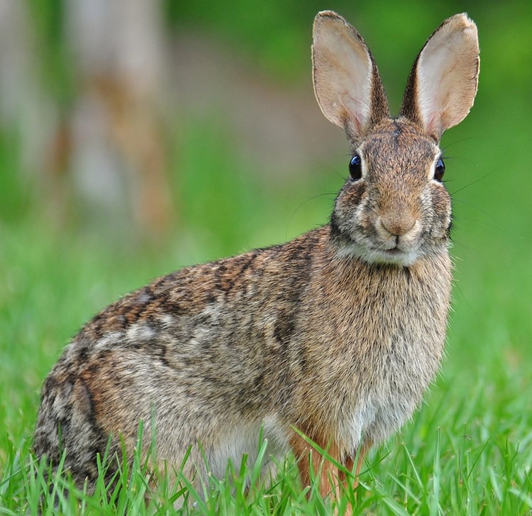 Eastern Cottontail Rabbit, North America